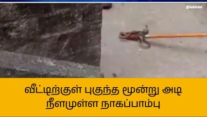 Télécharger la video: திருவாரூர்: வீட்டிற்குள் புகுந்த மூன்று அடி நீளமுள்ள நாகப்பாம்பு!