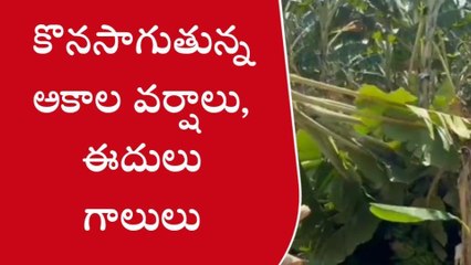 గిద్దలూరు: అకాల వర్షం... నేలకొరిగిన