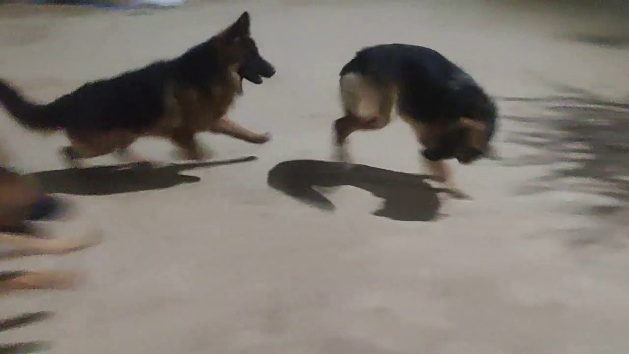 4 German Shapherd playing around