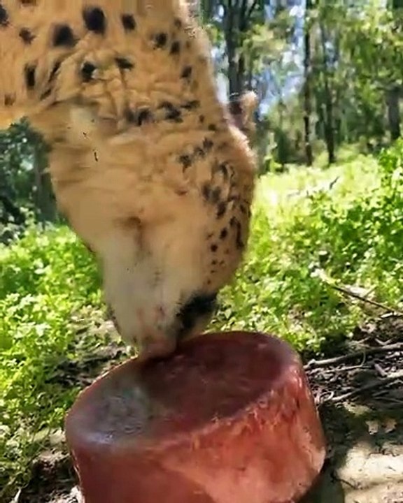 Cheetah female, Lesedi, is enjoying a nice frozen meat-sickle her keepers gave her this past weekend