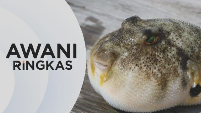 AWANI Ringkas: Ikan buntal tidak boleh dijual
