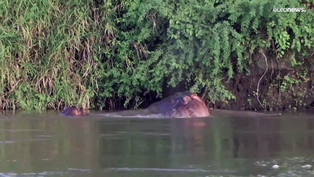 فيديو: أفراس النهر لملاكها السابق بابلو إسكوبار ستكلف كولومبيا 3.5 ملايين دولار