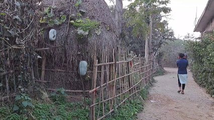 Interesting ways of Rural India | Ash guard plants on a pile of dry straw.