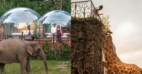 Ces hôtels n'ont jamais été aussi proches de la nature et des animaux !