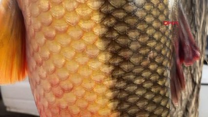 1 METRE 15 SANTİMETRE UZUNLUĞUNDA 22 KİLO AĞIRLIĞINDAKİ BALIĞI SERGİLEDİLER