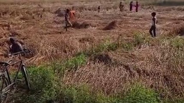मुजफ्फरपुर: गेहूं कटाई करवाने के लिए किसानों की करनी पड़ रही है जद्दोजहद, जानिए पूरा मामला