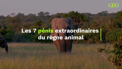 Les 8 pénis extraordinaires du monde animal