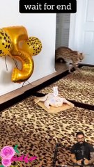 Tranding  Tranding Videos Today  Tranding Shorts #tranding #trandingshorts #shorts #viral 30-3-23 (7)