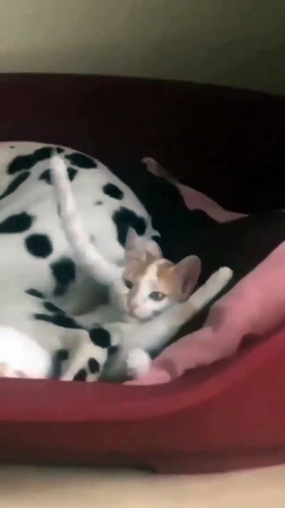 Best funny animal video of the 2023  cats and dog videos