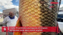 1 metre 15 santimetre uzunluğunda 22 kilo ağırlığındaki balığı sergilediler