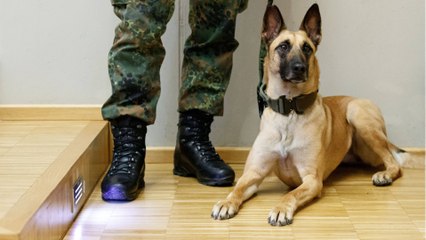 Super-Spürnase: Das ist der intelligenteste Hund der Welt
