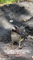 Kookaburra Eating a Venomous Baby Brown Snake