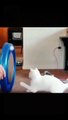 The end #cat #dog #funny #pets #funnyvideos #animals  #cats #dogs #pet