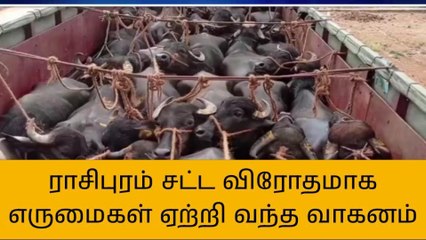 நாமக்கல்: லாரியில் கடத்தப்பட்ட 36 எருமை மாடுகள் மற்றும் லாரி பறிமுதல்!