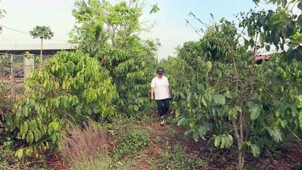 بنّ "روبوستا" الفيتنامي قد ينافس "أرابيكا" بفضل التغيّر المناخي