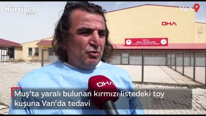 Toy kuşuna Van'da tedavi
