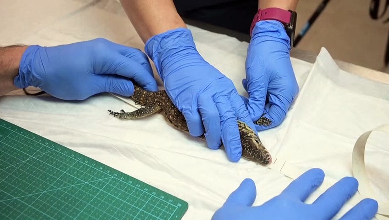 Espagne: naissance exceptionnelle de bébés dragons de Komodo dans un zoo