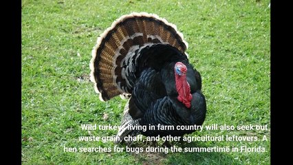 What Do Wild Turkeys Eat?