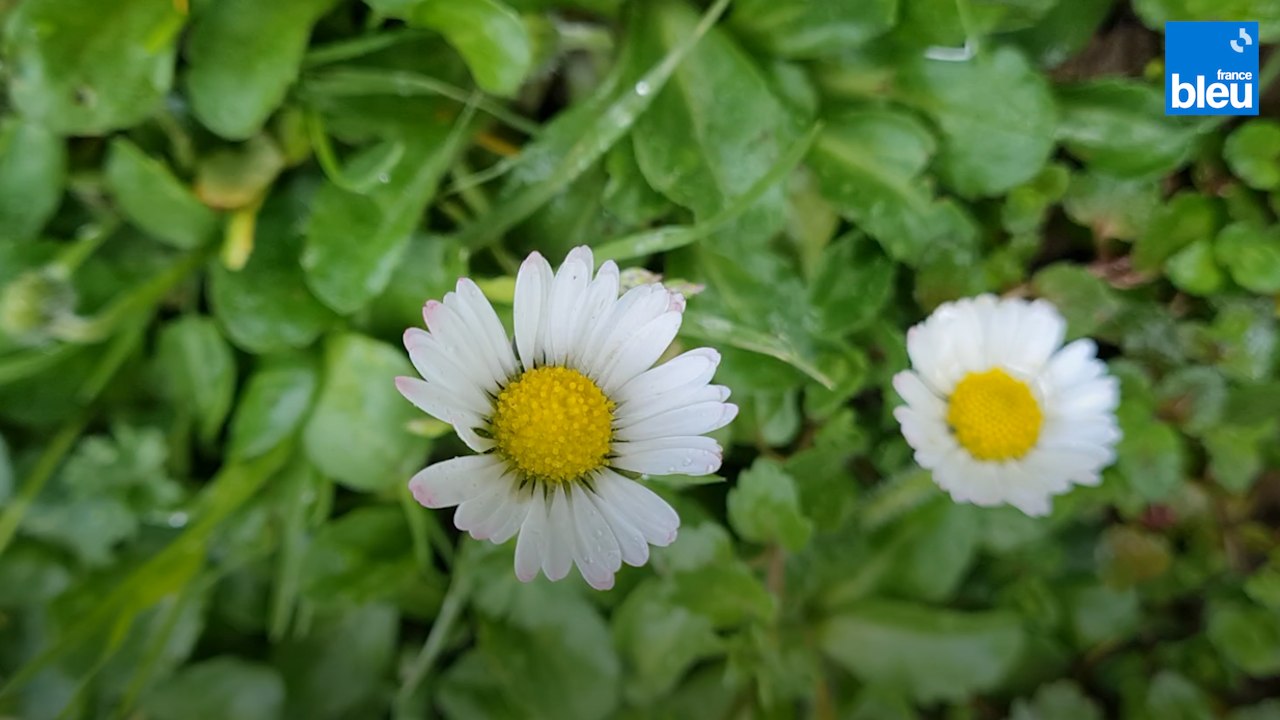 C'est si bon la pâquerette