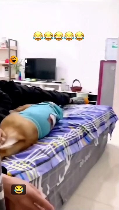 dog  lover