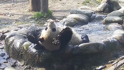 Watch This Frisky Panda Doing Aqua Yoga During Bath Exhilaration