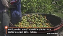 Florida's orange groves in crisis