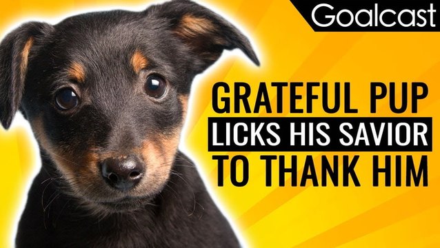 Grateful Pup Licks His Savior to Thank Him | Inspiring News