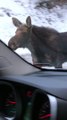 Family Reacts to a Close Encounter With a Moose