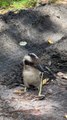 Kookaburra Eating a Venomous Baby Brown Snake