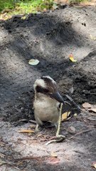 Kookaburra Eating a Venomous Baby Brown Snake