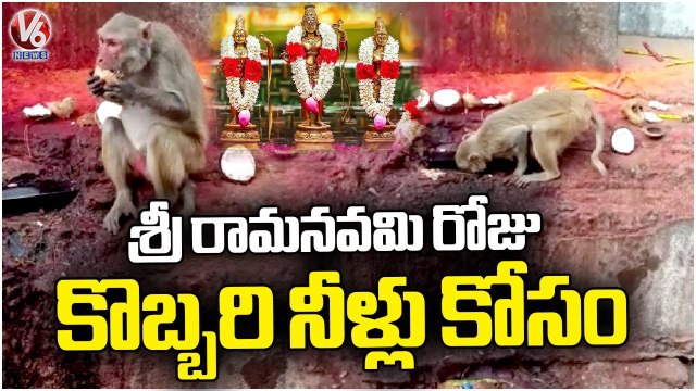 Monkey Drinking Coconut Water At Lord Sri Rama Temple Due To Water Shortage | V6 News