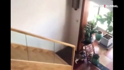 Merdivenlerden inmek istemeyen kedinin bulduğu yöntemi görenler kahkahaya boğuldu
