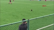 SPOR Siirt'te oynanan maçta bahçeden kaçan horoz sahaya girdi