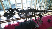 متحف التاريخ الطبيعي في لندن يعرض هيكلاً عظمياً لأحد أكبر الديناصورات على الإطلاق