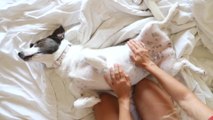 Dormir com pets: especialista explica se pode ou não