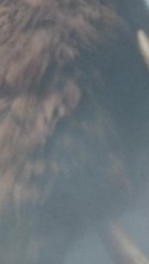 CAM - Des scientifiques ont créé… une boulette de viande de mammouth !