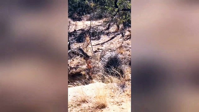 Leopard hunting porcupine gets quills in face!