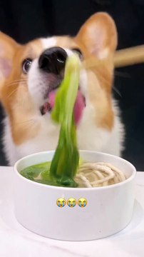 Corgi Chicken Noodles with Chicken and Cabbage Adorable Breeder Pet Debut Plan The Cutest Dog_
