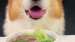 Corgi dog noodles with beef and cabbage, short-legged corgi dog, pet food, cute dog_
