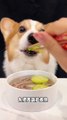 Corgi Dog Noodles with Zucchini and Duck Pets Eat and Broadcast Pet Debut Plan Cute Breeder_