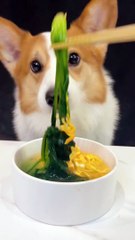 Corgi Dog Spinach Egg Yolk Noodles Adorable Breeder Adorable Pet Debut Trainee Pet Debut Plan_