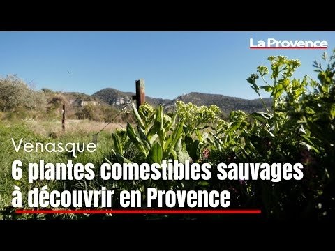 Six plantes comestibles sauvages à découvrir en Provence
