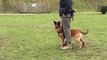 Dog Follows Owner's Commands During Training