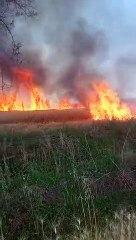 गेहंू  की पांच एकड़ की फसल जली