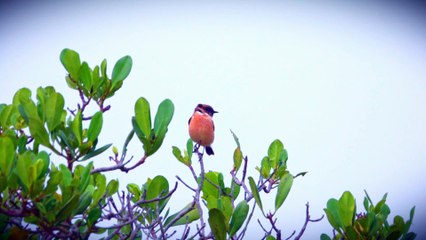  Cute Baby Birds Compilation - Adorable Moments with the Cutest Birds!