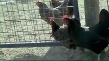 How to Raise Chickens in Your Backyard with Tractor Supply