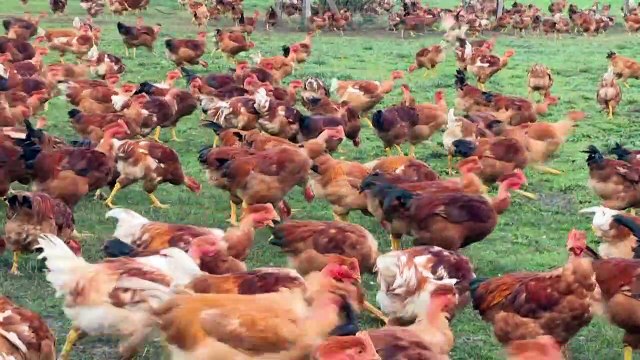 Ministério suspende feiras de aves para evitar gripe aviária no Brasil