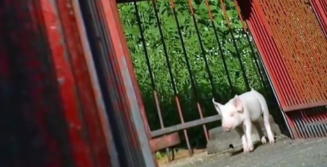 Fetch! with Ruff Ruffman Fetch with Ruff Ruffman S04 E004