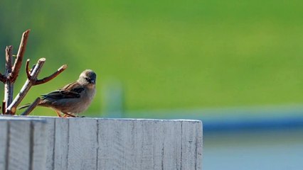 Funny and Cute Birds that will make you smile