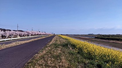 Shimizu Park & Rape blossoms